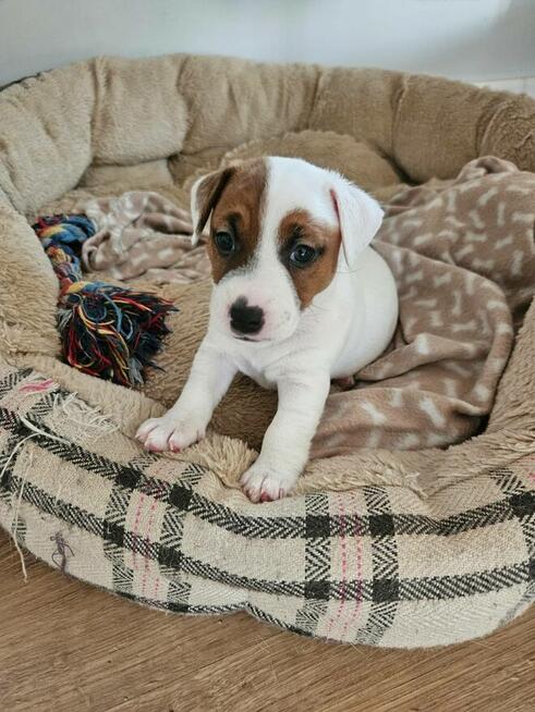 Jack Russell Terrier - szczenięta ZKwP FCI