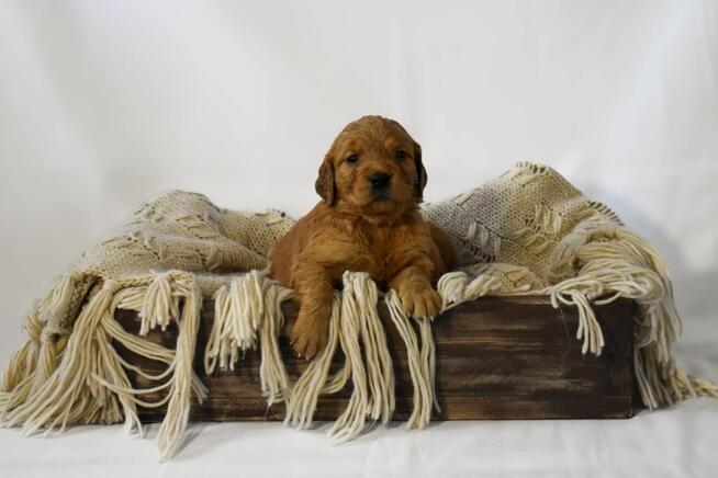 Szczeniaki Golden retriever gotowe do odbioru
