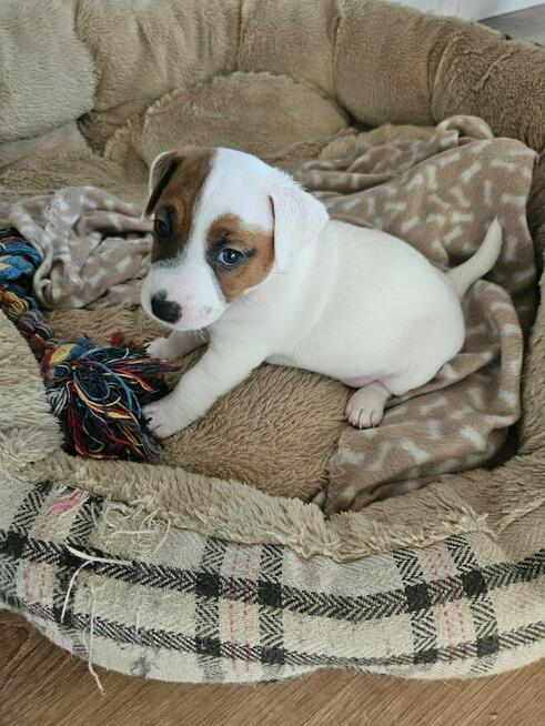 Jack Russell Terrier - szczenięta ZKwP FCI