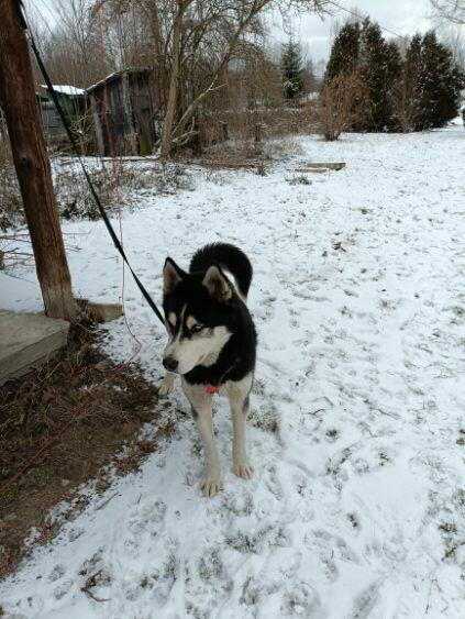 Oddam 15miesiecznego Husky w dobre rece