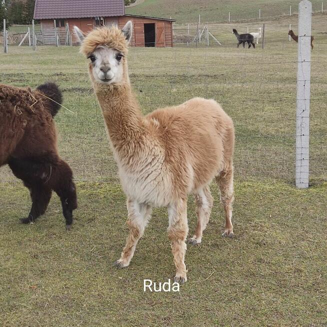 Sprzedam małe stado Alpak