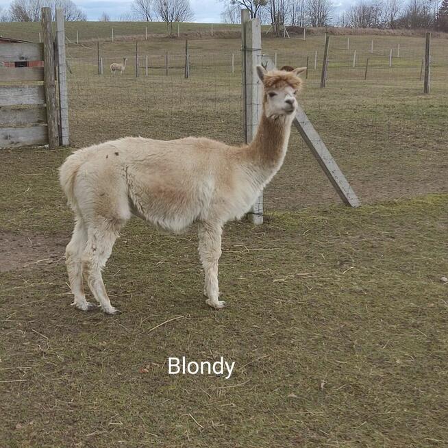 Sprzedam małe stado Alpak