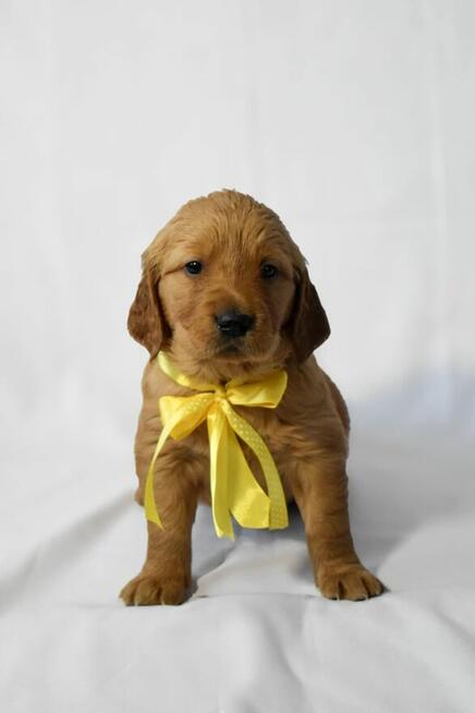 Szczeniaki Golden retriever gotowe do odbioru