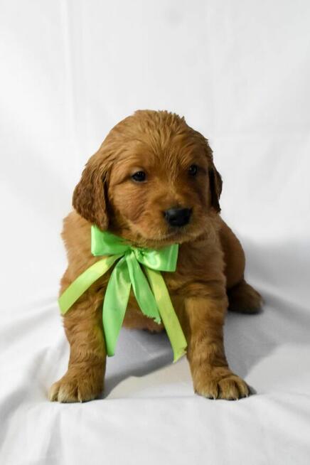 Szczeniaki Golden retriever gotowe do odbioru
