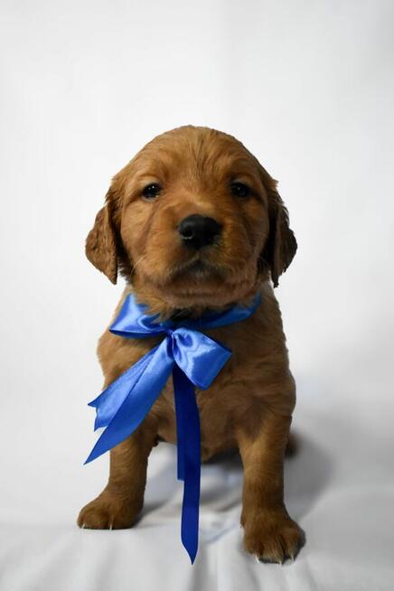 Szczeniaki Golden retriever gotowe do odbioru