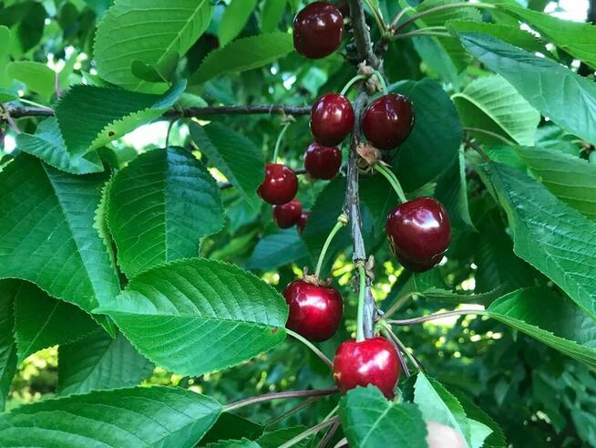Czereśnie drzewka sadzonki stare odmiany szkółka Miodówka