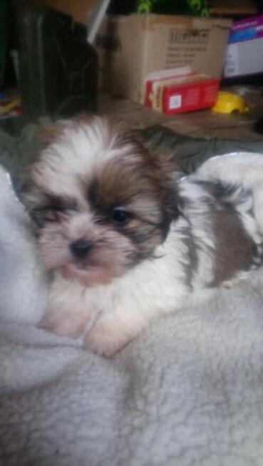 szczenię shih tzu
