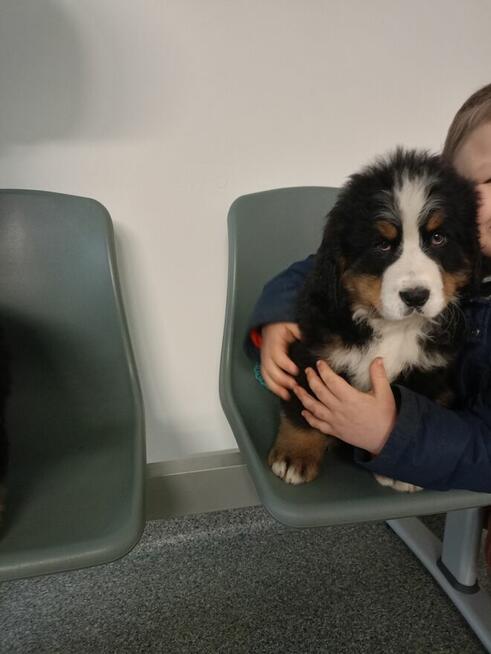 Berneński pies pasterski