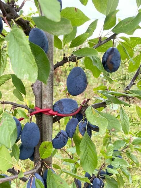 Dawne stare odmiany śliwy drzewka owocowe