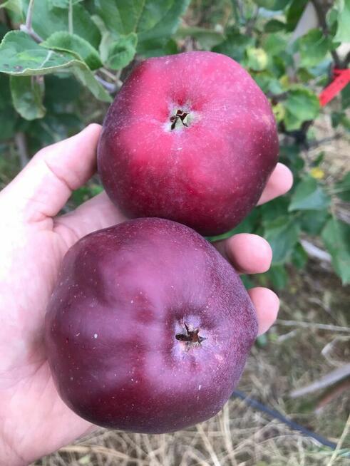 Stare odmiany drzew owocowych: jabłonie, grusze, czereśnie,