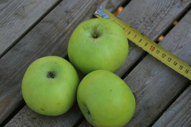 Stare odmiany drzew owocowych: jabłonie, grusze, czereśnie,