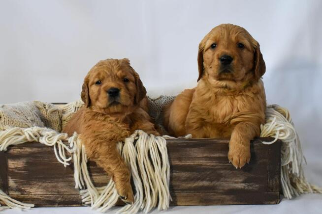 Szczeniaki Golden retriever odbiór początkiem marca