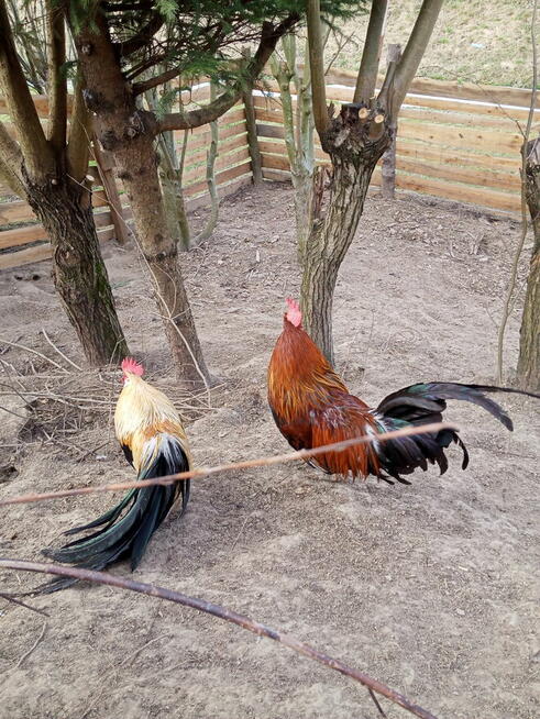 Kogut rasy Feniks miniaturowy i zielononóżka