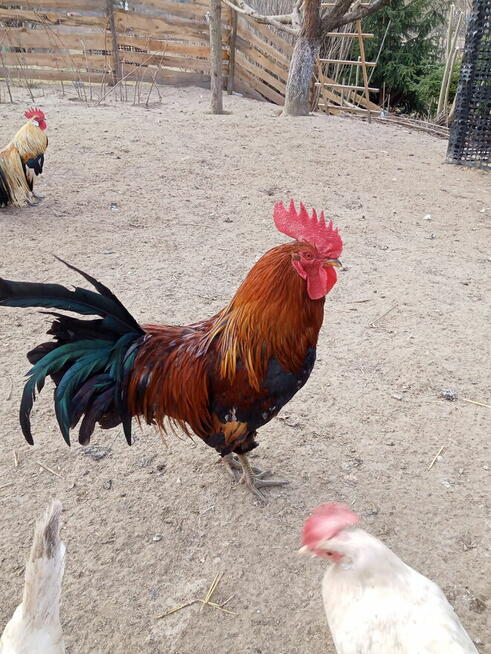 Kogut rasy Feniks miniaturowy i zielononóżka