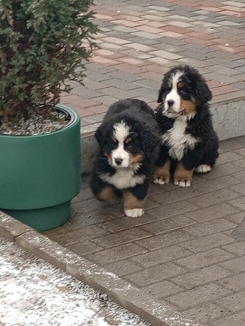 Berneński pies pasterski