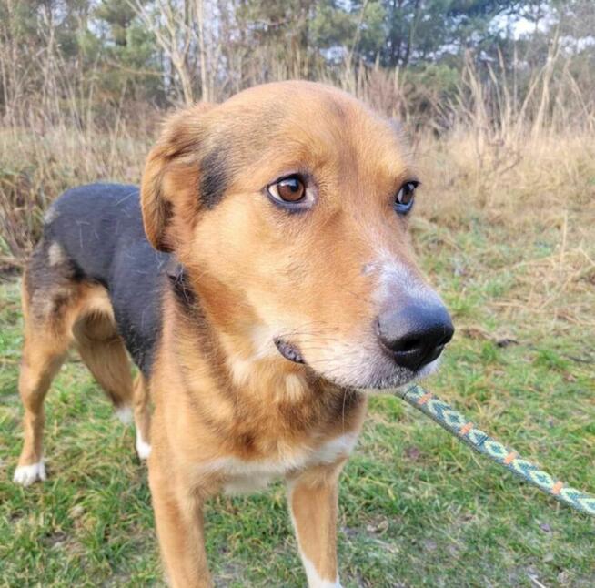 Smutny, wrażliwy BORYSEK szuka domu !! Do adopcji !!