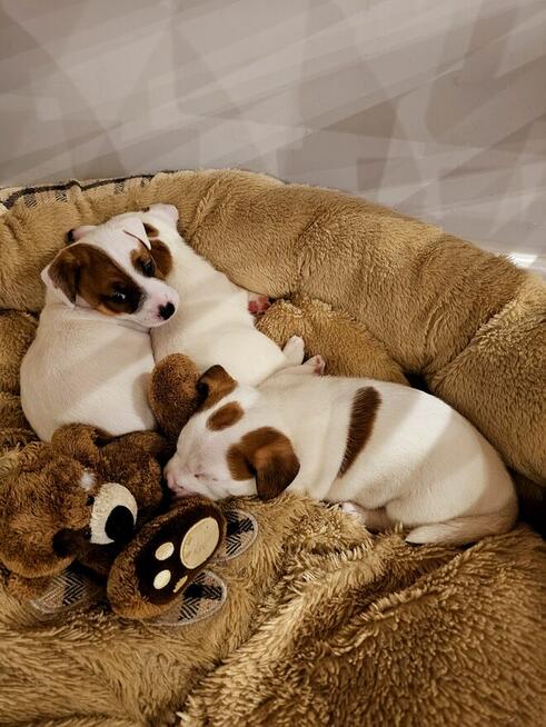Jack Russell Terrier - szczenięta ZKwP FCI
