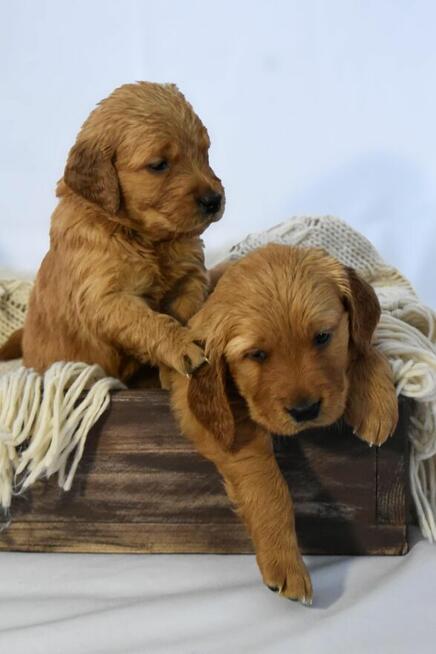 Szczeniaki Golden retriever gotowe do odbioru