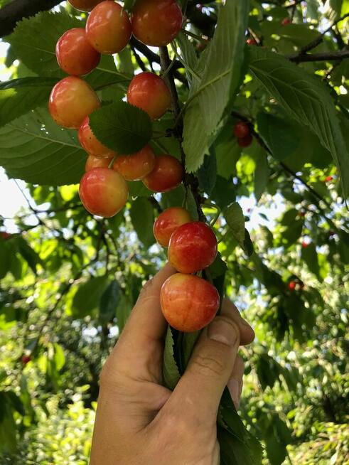 Czereśnie drzewka sadzonki stare odmiany szkółka Miodówka