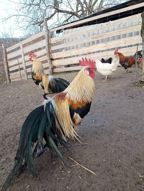 Kogut rasy Feniks miniaturowy i zielononóżka