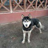 Oddam 15miesiecznego Husky w dobre rece