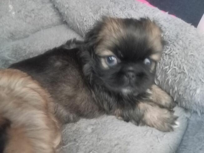 Pekińczyk szczeniaki