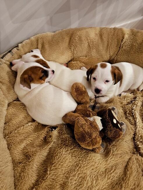 Jack Russell Terrier - szczenięta ZKwP FCI