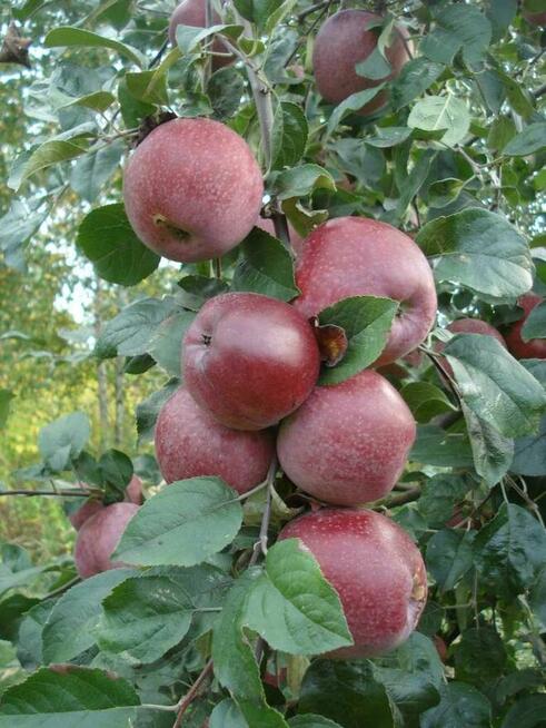 Stare odmiany drzew owocowych: jabłonie, grusze, czereśnie,
