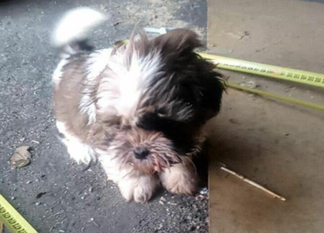 szczenię shih tzu