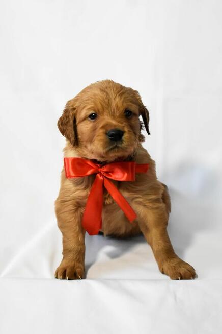 Szczeniaki Golden retriever gotowe do odbioru