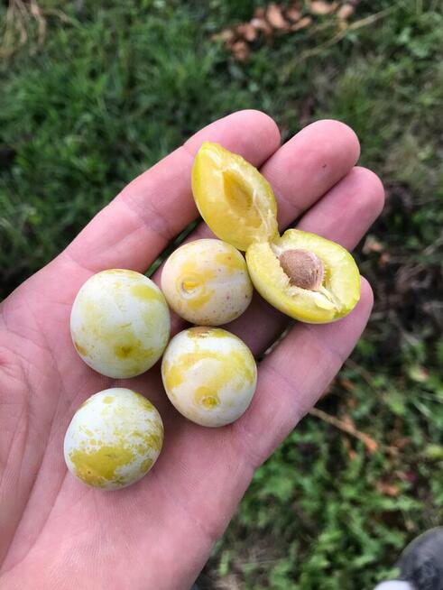 Dawne stare odmiany śliwy drzewka owocowe