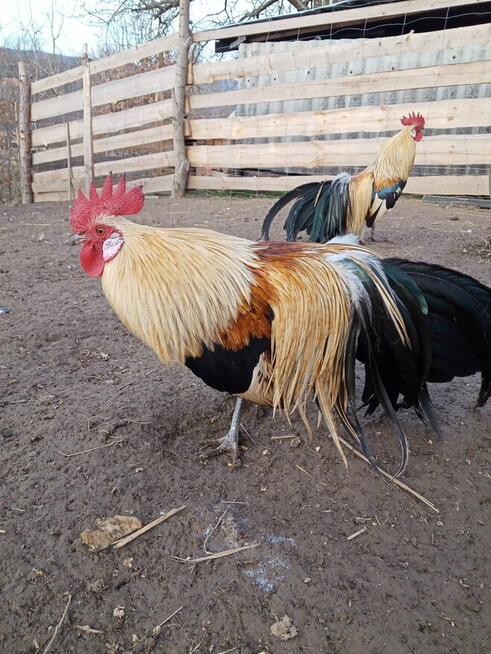 Kogut rasy Feniks miniaturowy i zielononóżka