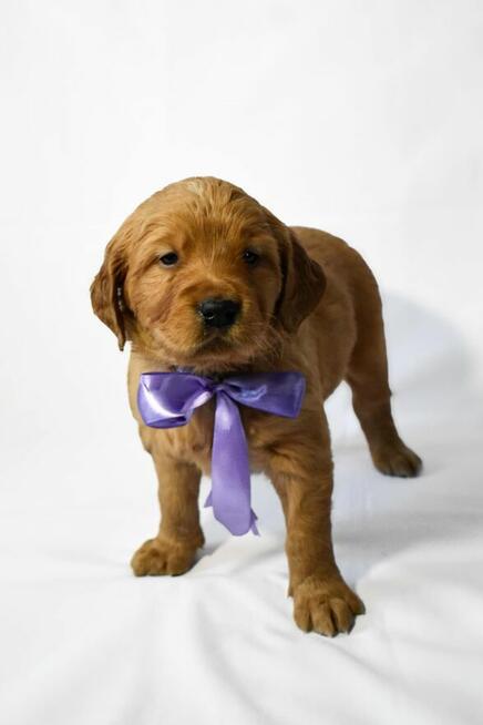 Szczeniaki Golden retriever gotowe do odbioru