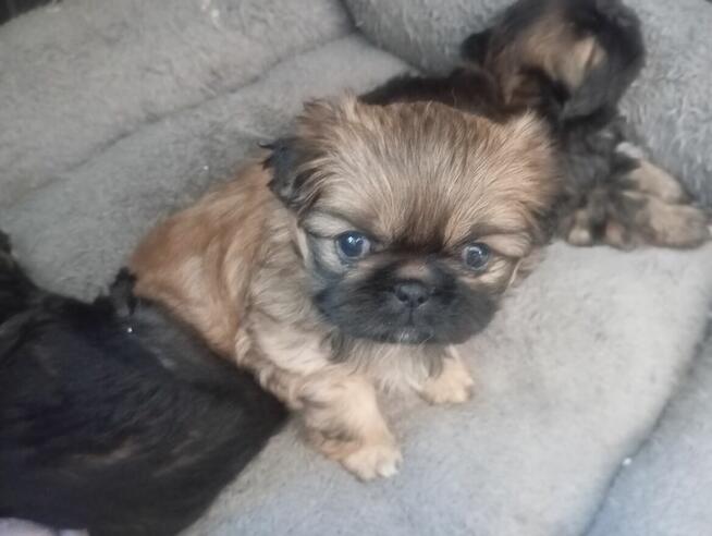 Pekińczyk szczeniaki