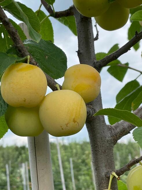 Dawne stare odmiany śliwy drzewka owocowe