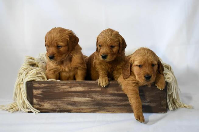 Szczeniaki Golden retriever gotowe do odbioru