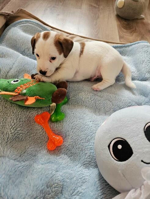 Jack Russell Terrier - szczenięta ZKwP FCI