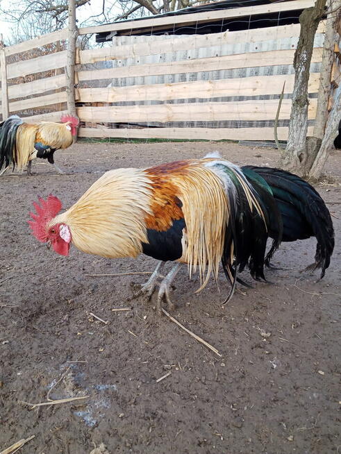 Kogut rasy Feniks miniaturowy i zielononóżka