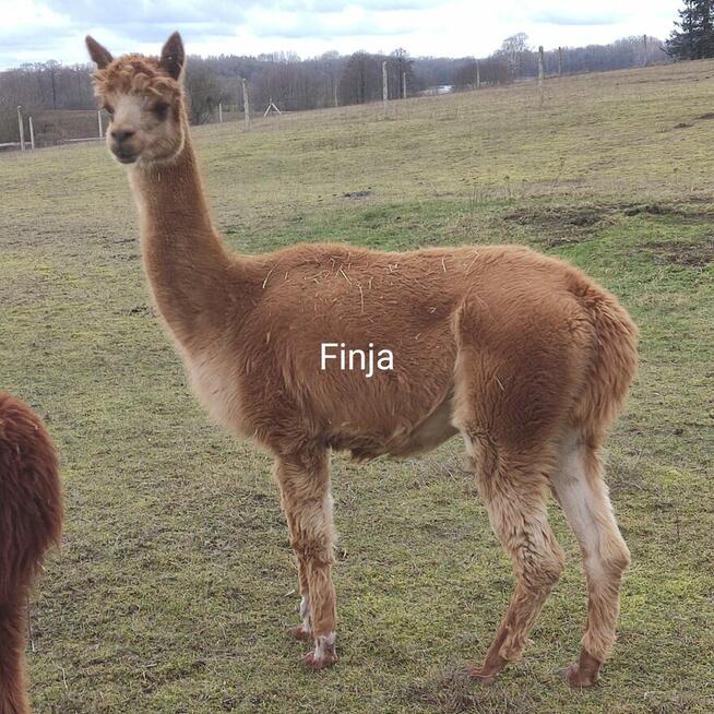 Sprzedam małe stado Alpak