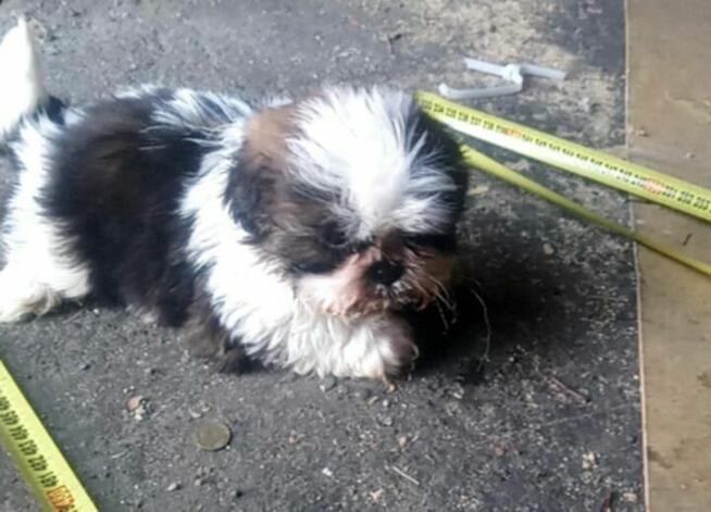 szczenię shih tzu