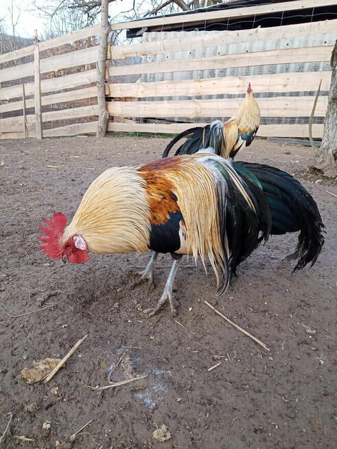Kogut rasy Feniks miniaturowy i zielononóżka