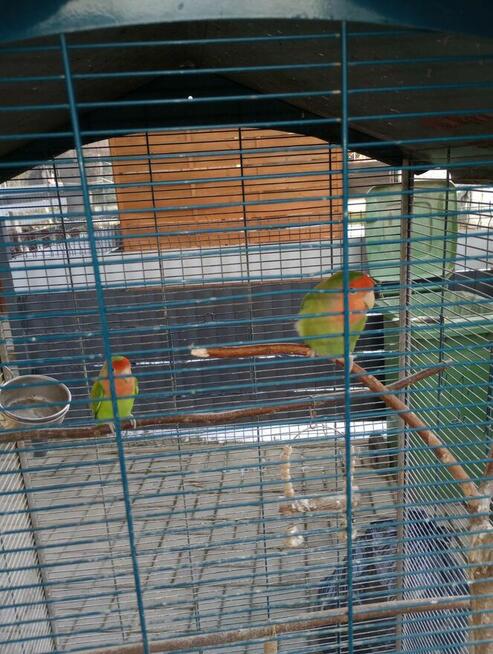 Sprzedam papugi nie rozłączki