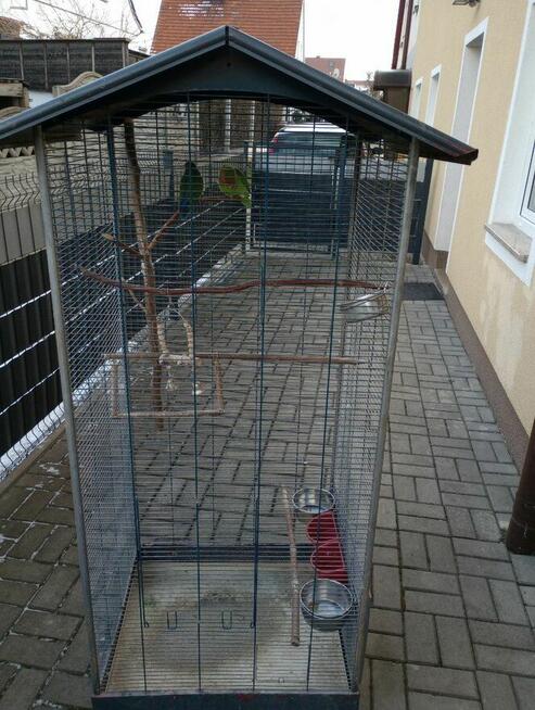 Sprzedam papugi nie rozłączki