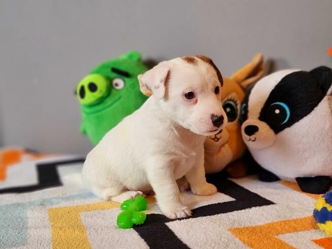 Jack Russell Terrier - szczenięta ZKwP FCI