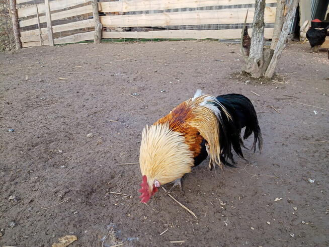 Kogut rasy Feniks miniaturowy i zielononóżka