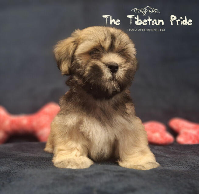 Lhasa Apso ZKwP FCI pies (kuzyn Shih Tzu)