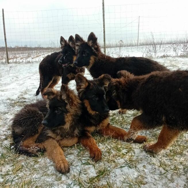 Szczenięta Owczarek Niemiecki Długowłosy