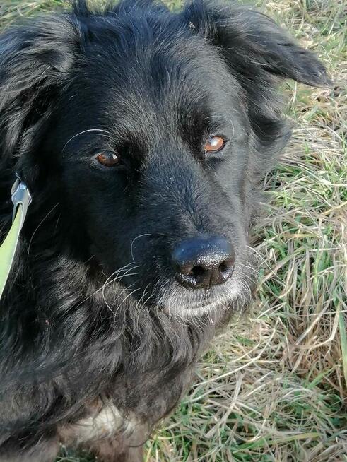 Brevuś uśmiechnięty pyszczek na zdjęciach, a w środku wielki