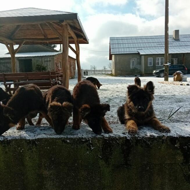 Szczenięta Owczarek Niemiecki Długowłosy