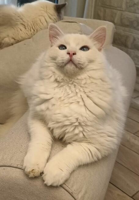 Kocurek Ragdoll Atlas Moje Laleczki*PL Gotowy do zmiany domu